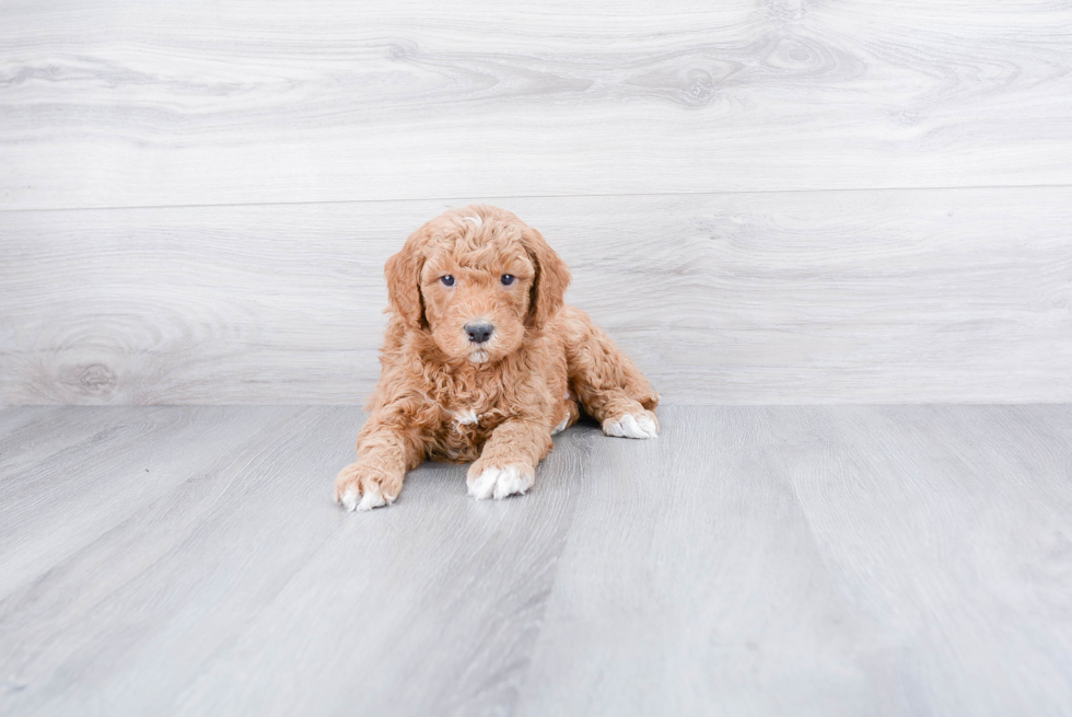 Adorable Golden Retriever Poodle Mix Puppy