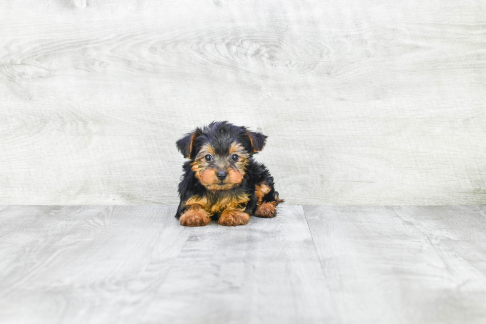 Meet Ruger - our Yorkshire Terrier Puppy Photo 