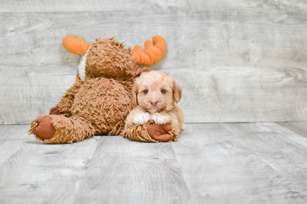 Smart Morkie Designer Pup