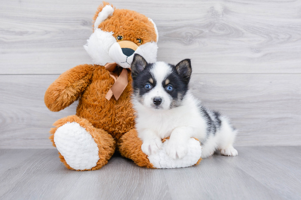 Best Pomsky Baby