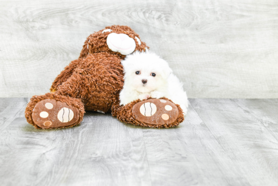 Funny Maltese Purebred Pup