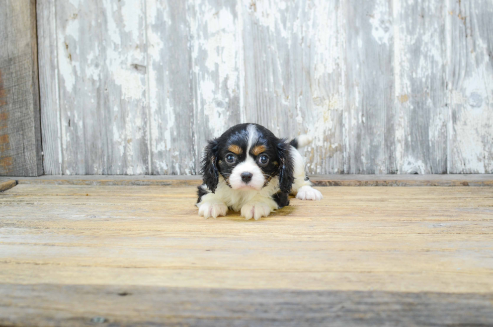 Cavalier King Charles Spaniel Puppy for Adoption