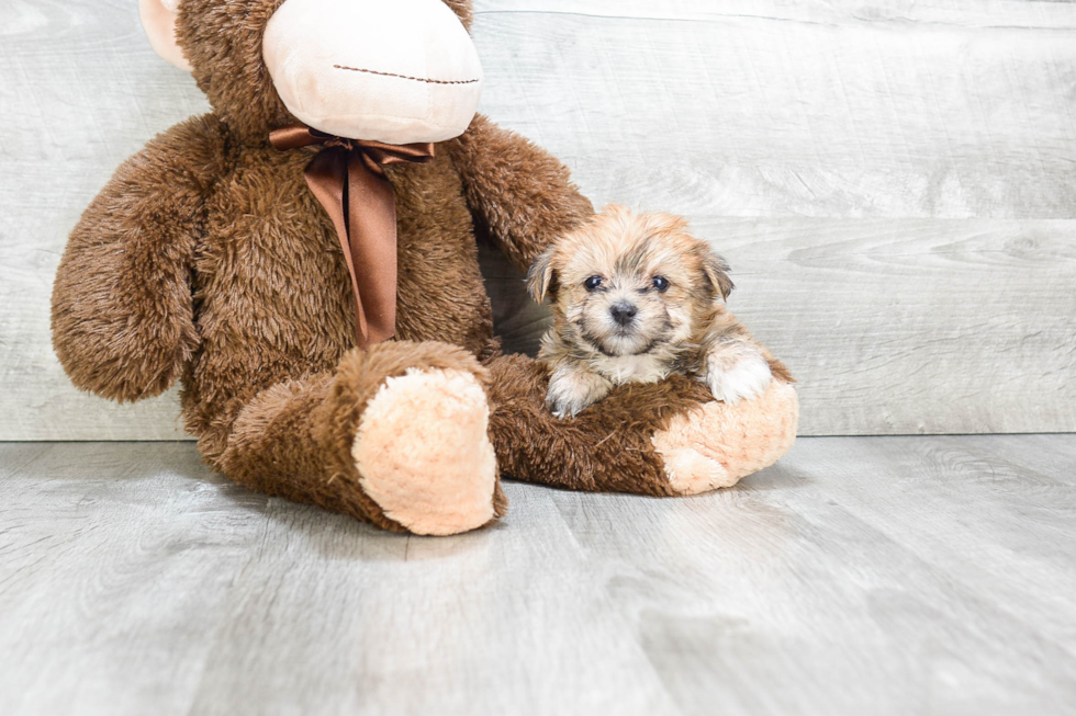 Morkie Puppy for Adoption