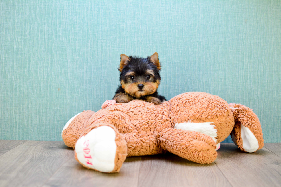 Meet Zoro - our Yorkshire Terrier Puppy Photo 