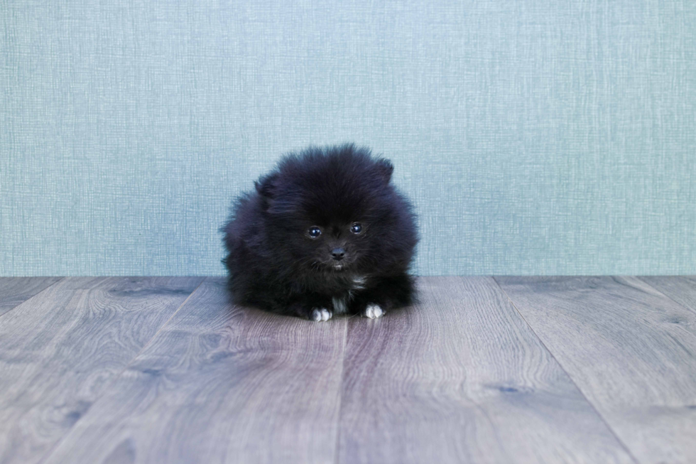 Small Pomeranian Baby