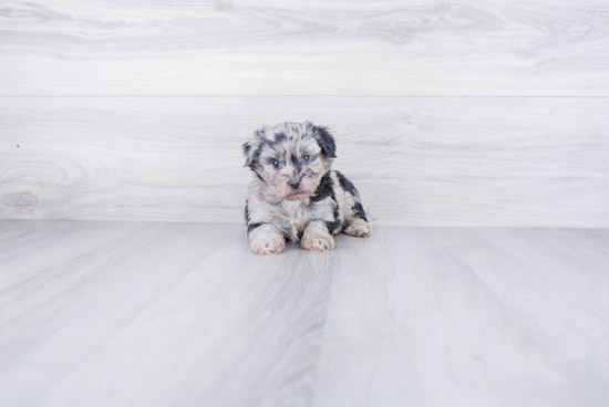 Mini Aussiedoodle Pup Being Cute