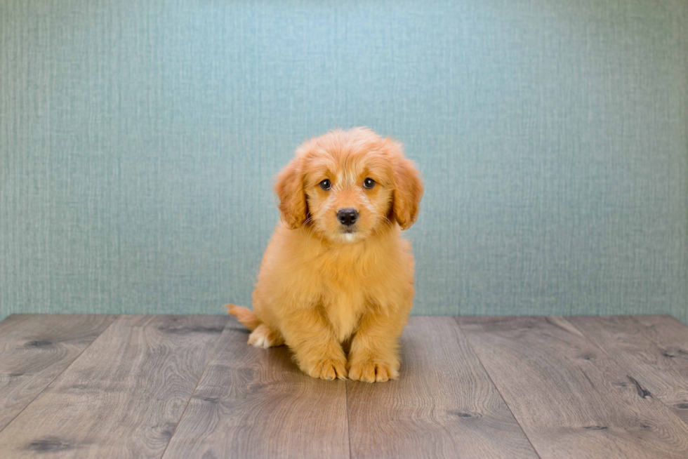 Best Mini Goldendoodle Baby