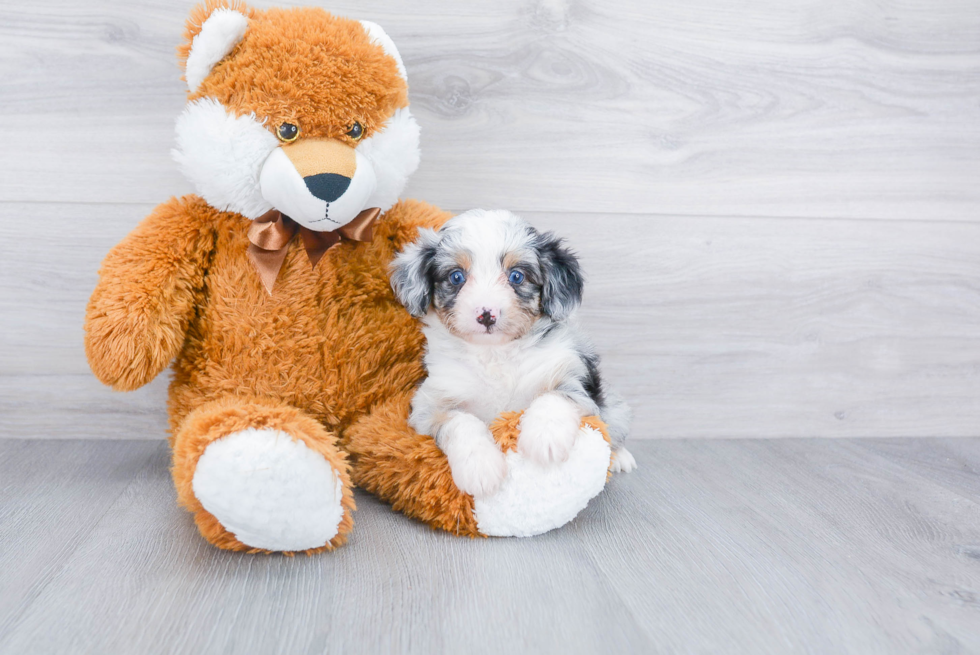 Friendly Mini Aussiedoodle Baby