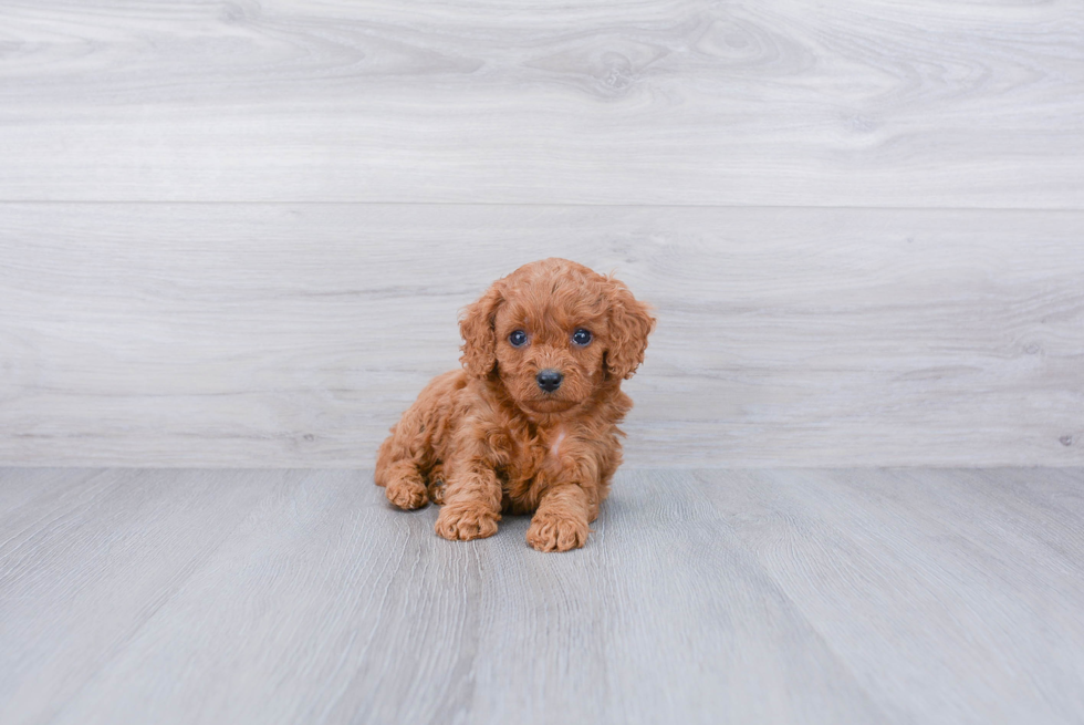 Smart Cavapoo Poodle Mix Pup