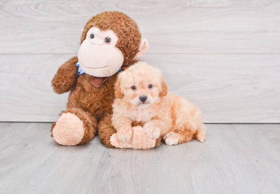 Mini Goldendoodle Pup Being Cute