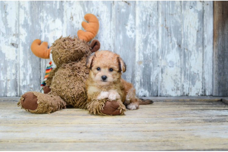 Morkie Puppy for Adoption