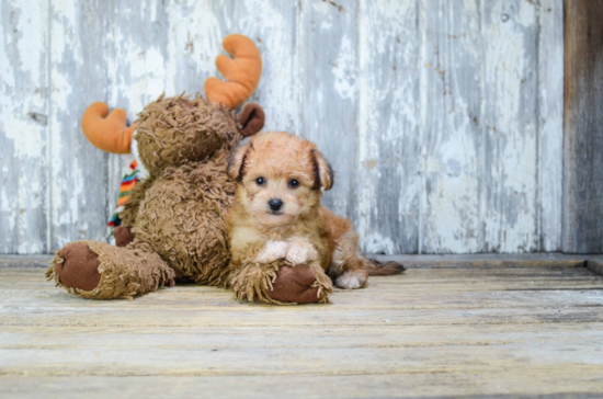 Morkie Puppy for Adoption