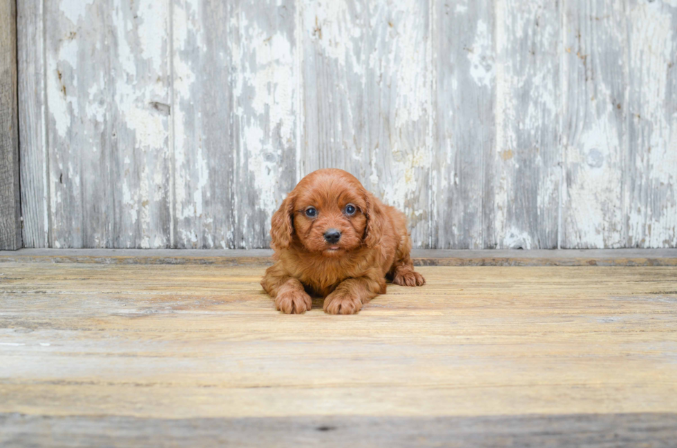 Cavapoo Puppy for Adoption