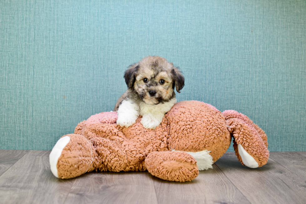 Hypoallergenic Havanese Purebred Pup