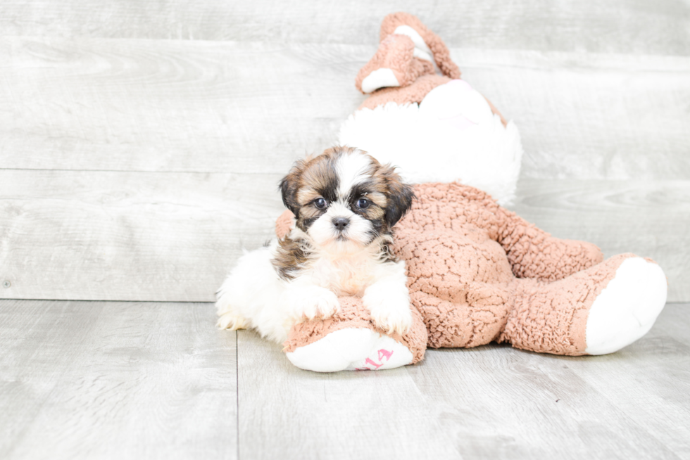 Petite Teddy Bear Designer Pup