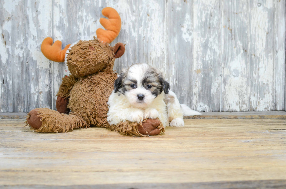 Teddy Bear Pup Being Cute