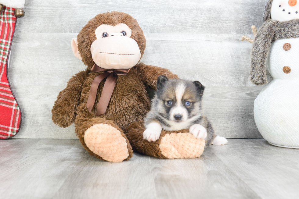 Smart Pomsky Designer Pup