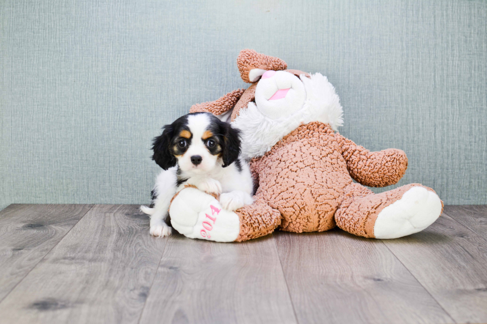 Little Cavalier King Charles Spaniel Purebred Pup