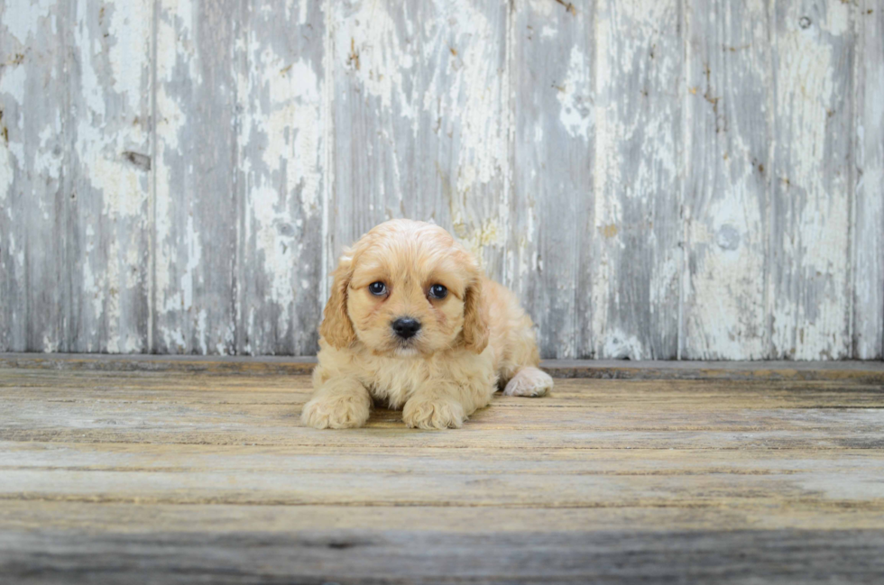 Petite Cavachon Designer Pup