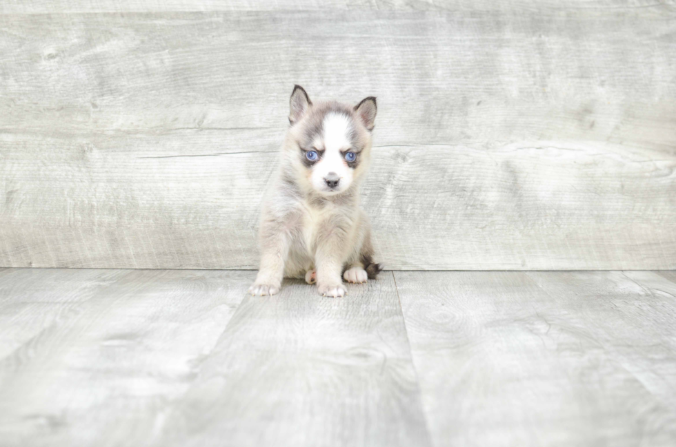 Petite Pomsky Designer Pup