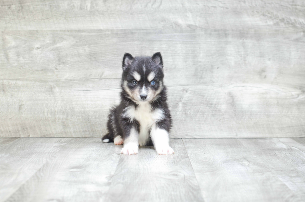 Hypoallergenic Mini Husky Designer Puppy