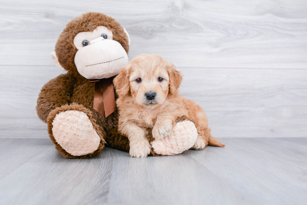 Mini Goldendoodle Puppy for Adoption