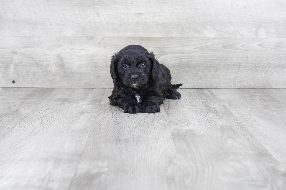 Cavapoo Pup Being Cute