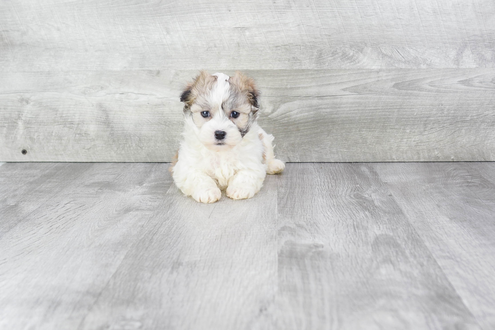 Friendly Havanese Purebred Pup