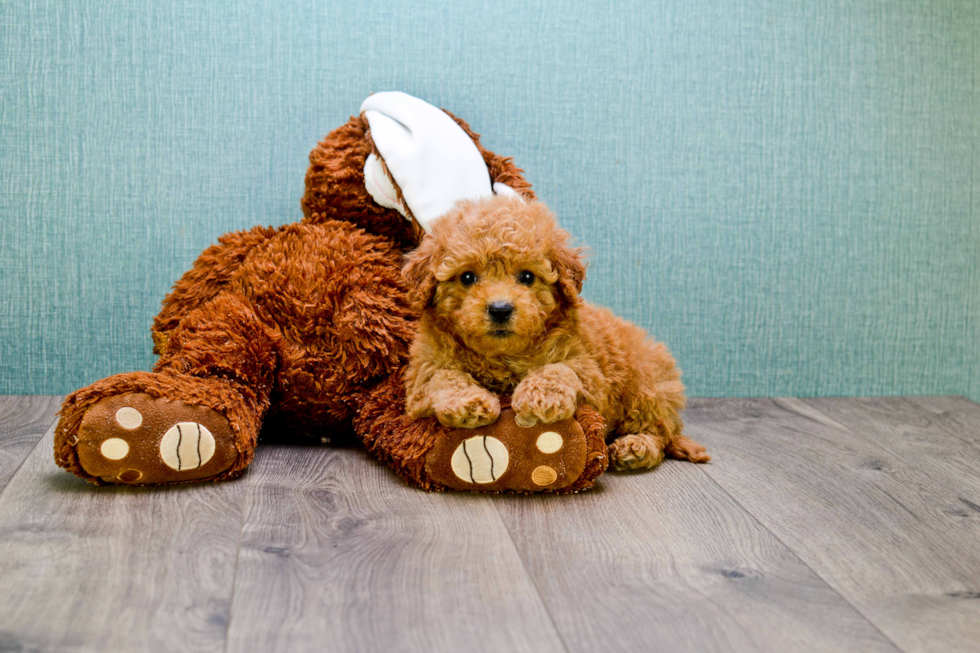 Smart Cavapoo Poodle Mix Pup