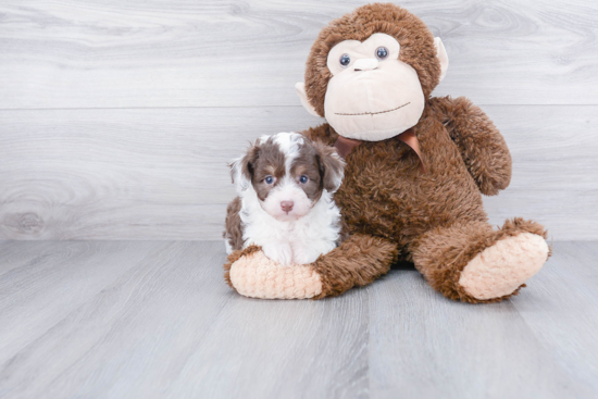 Best Mini Aussiedoodle Baby