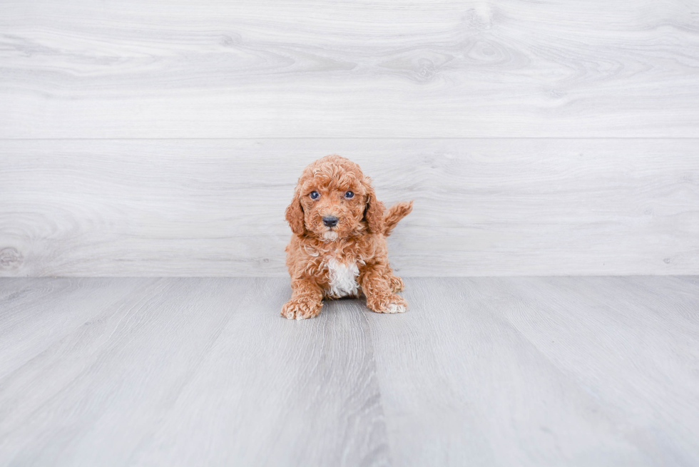 Cute Cockapoo Baby