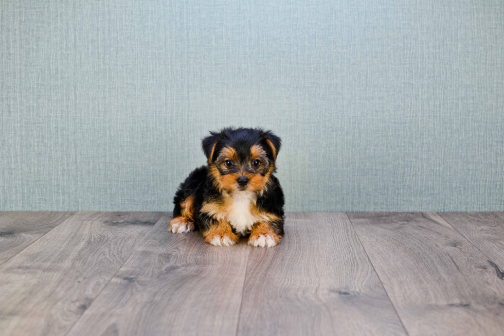 Meet Diddy - our Yorkshire Terrier Puppy Photo 