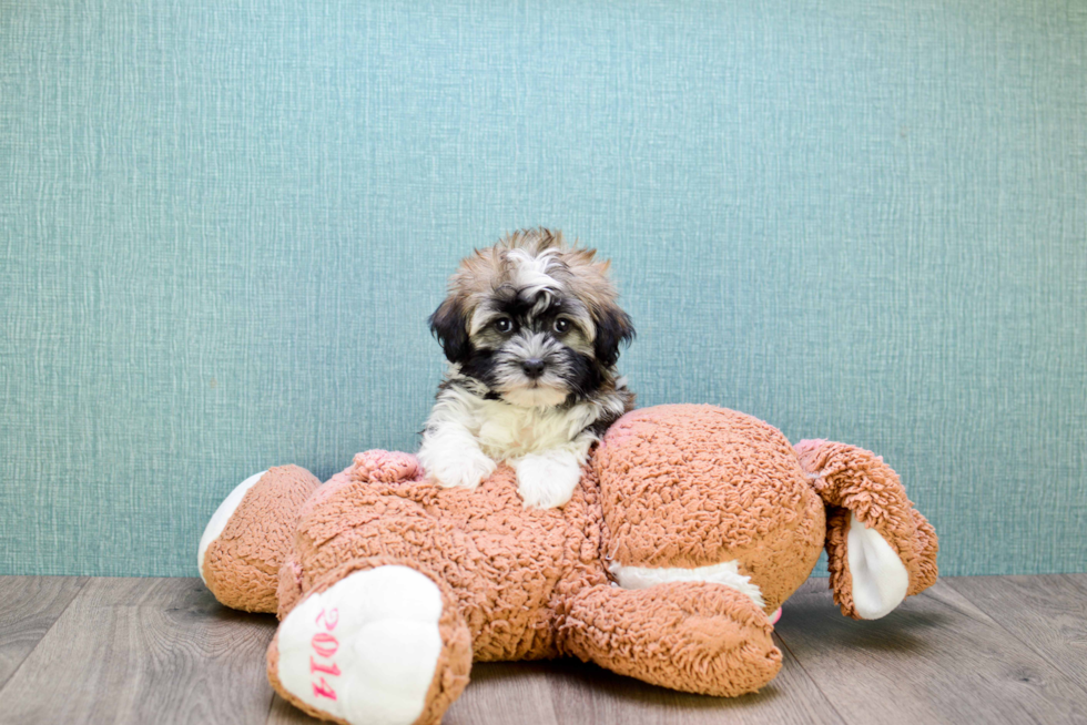 Havanese Pup Being Cute