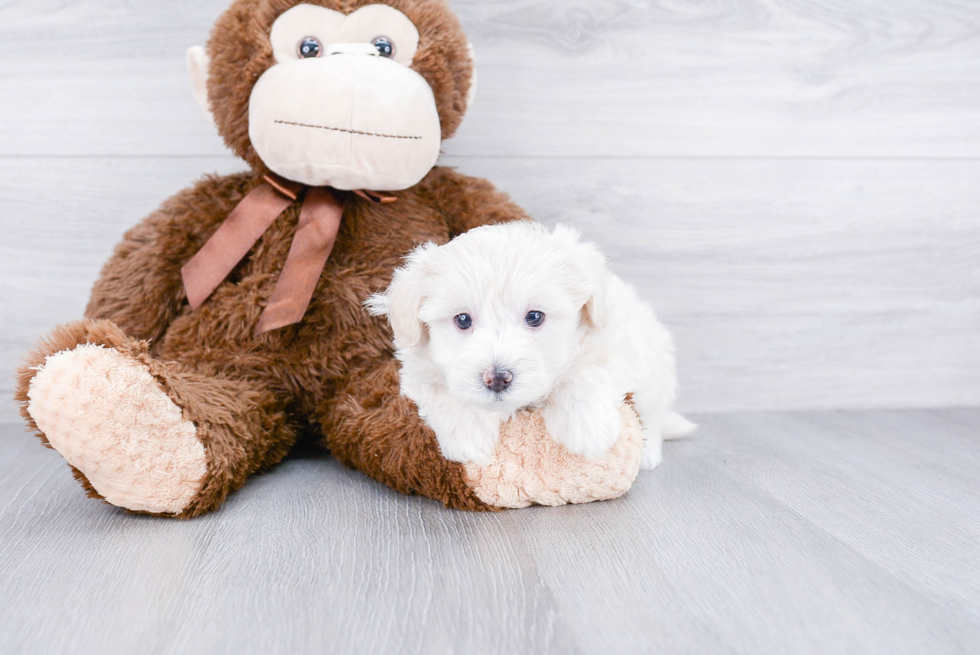 Fluffy Maltipoo Poodle Mix Pup