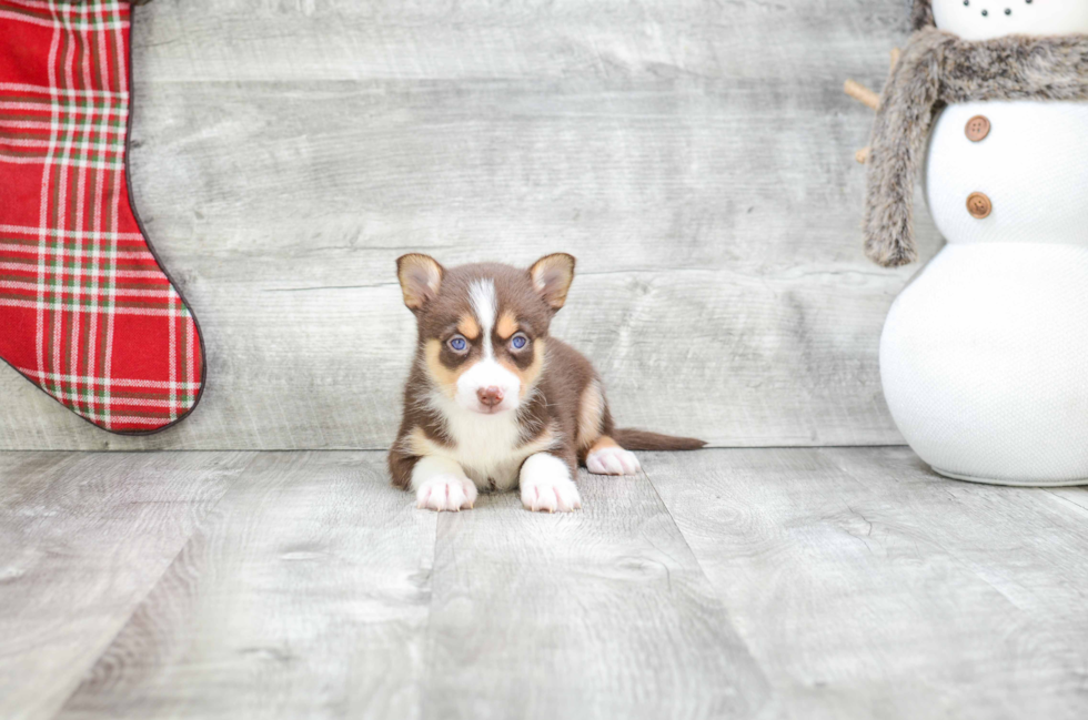 Pomsky Pup Being Cute