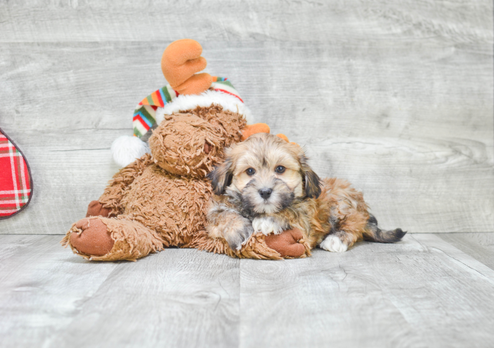 Playful Havanese Baby