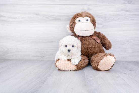 Cute Maltipoo Baby