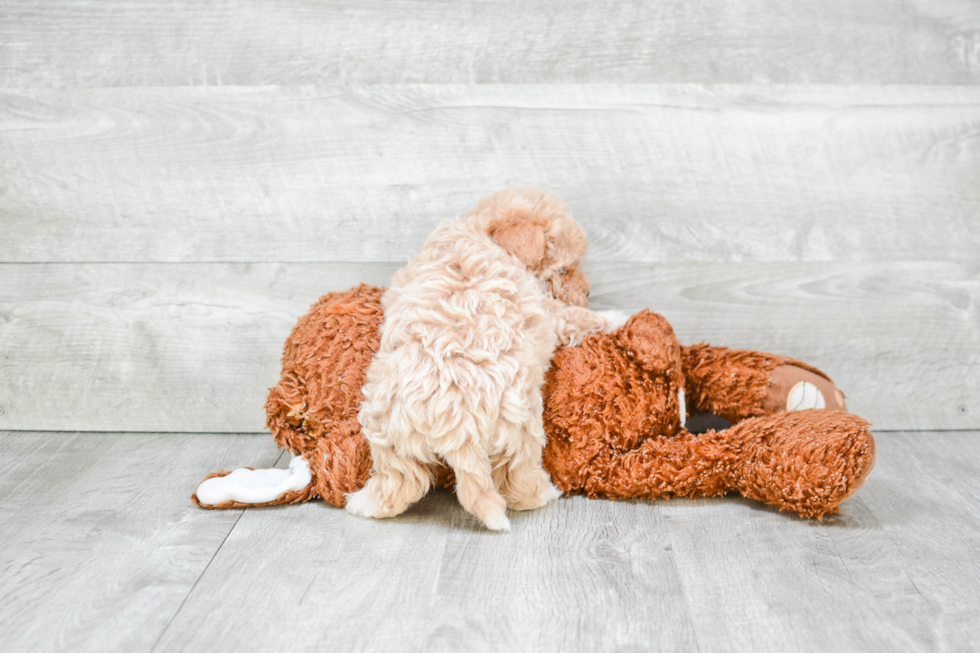 Funny Maltipoo Poodle Mix Pup