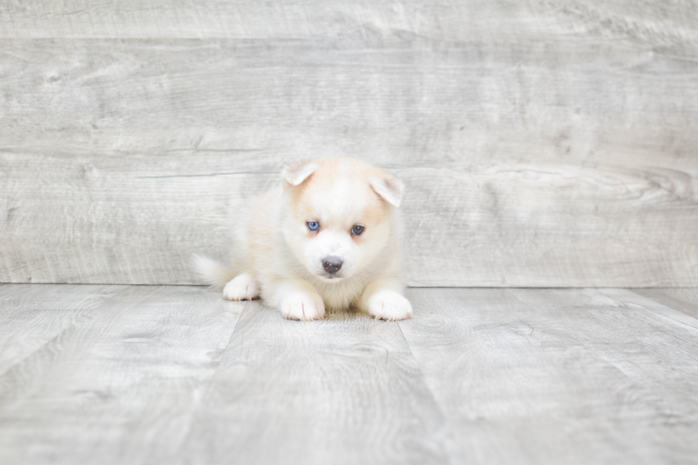 Cute Pomsky Baby