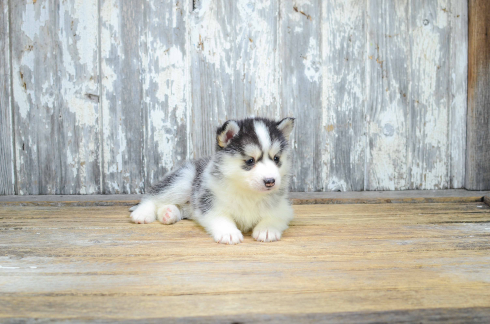 Cute Pomsky Baby