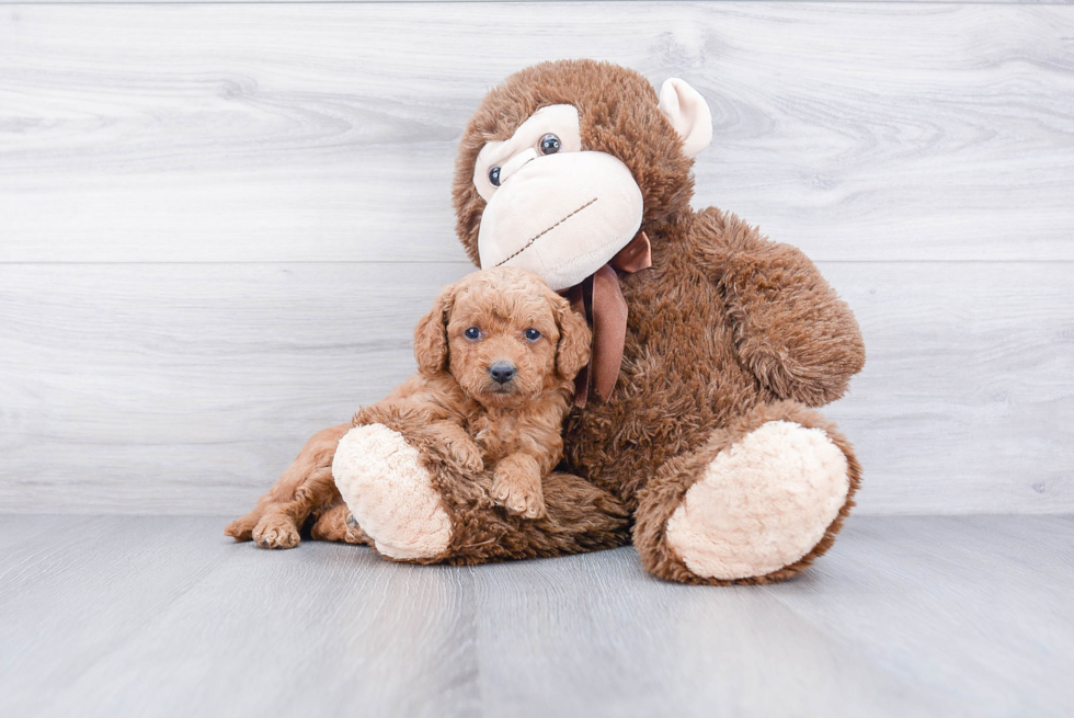 Mini Goldendoodle Pup Being Cute