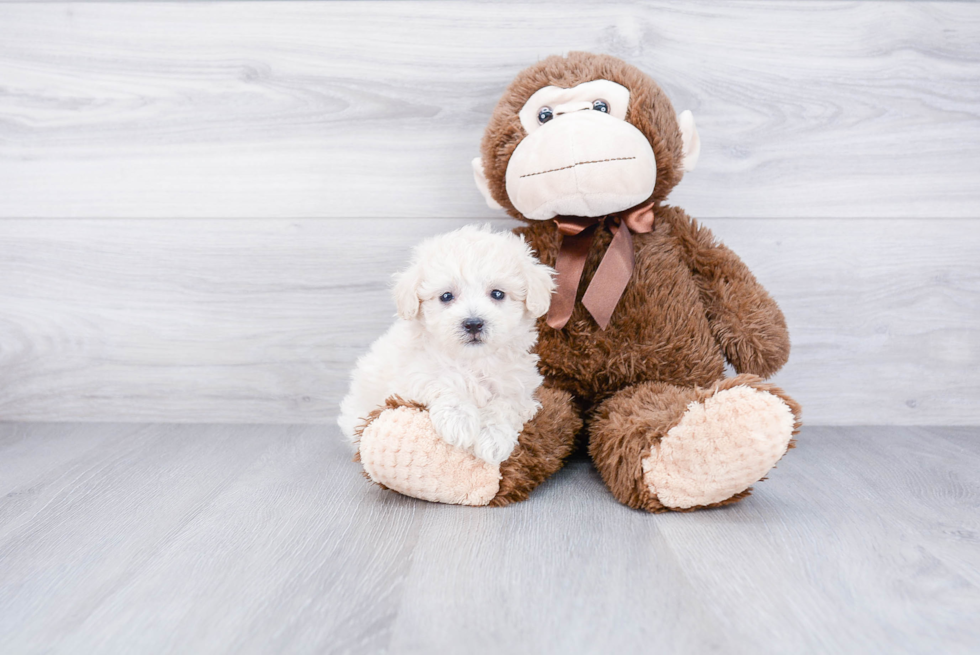 Havanese Puppy for Adoption