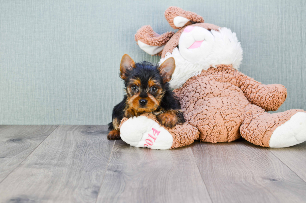 Meet Snickers - our Yorkshire Terrier Puppy Photo 