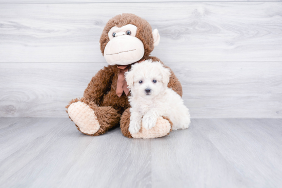 Smart Havanese Purebred Puppy