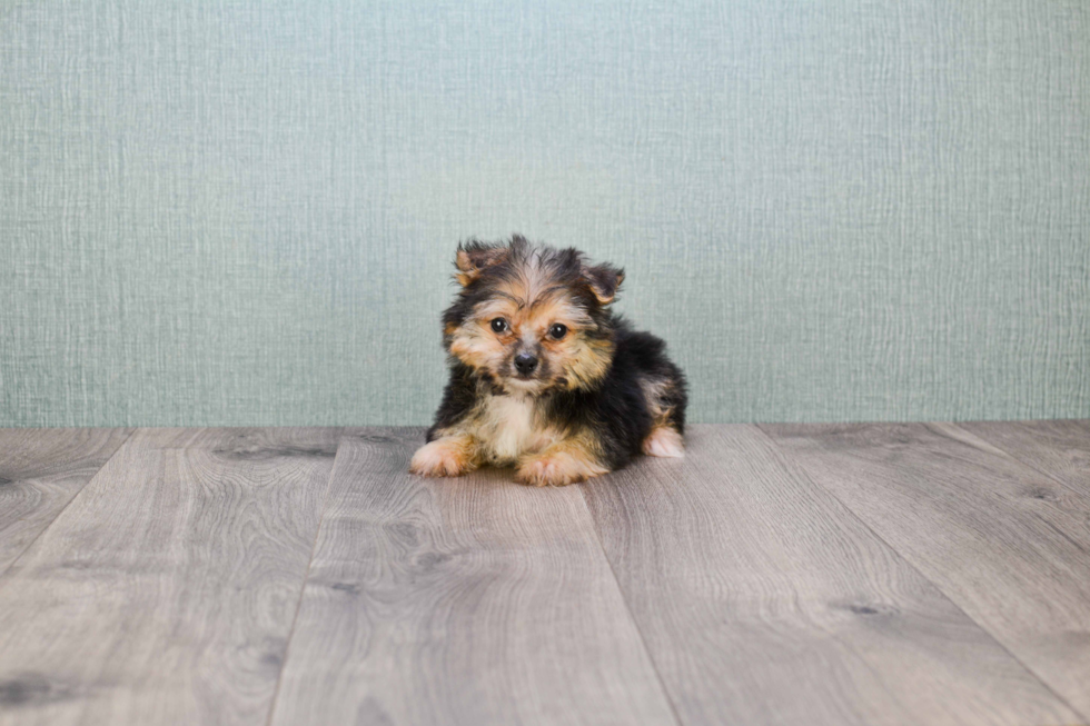 Cute Yorkie Pom Mix Puppy