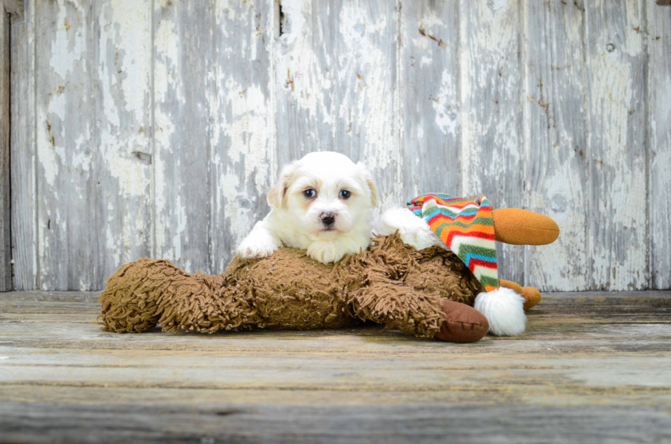 Best Teddy Bear Baby