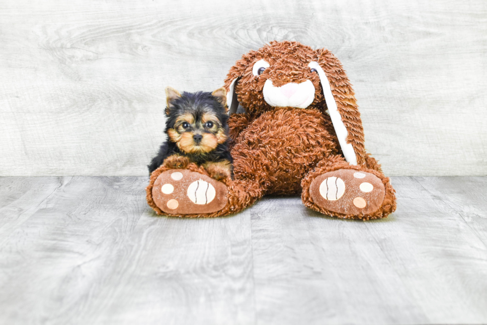 Meet Victoria - our Yorkshire Terrier Puppy Photo 