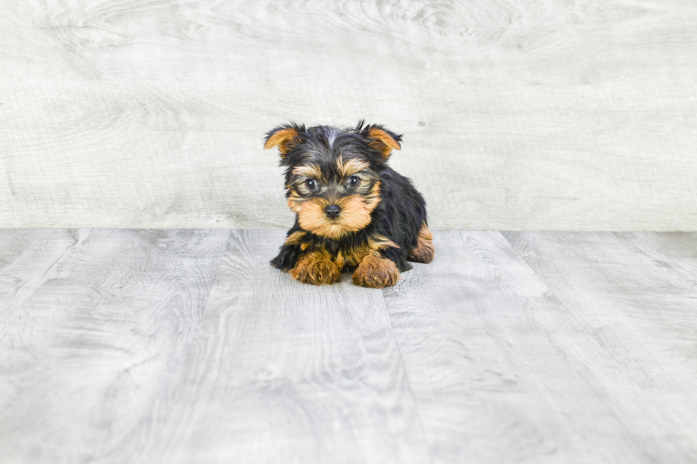 Meet Ronaldo - our Yorkshire Terrier Puppy Photo 