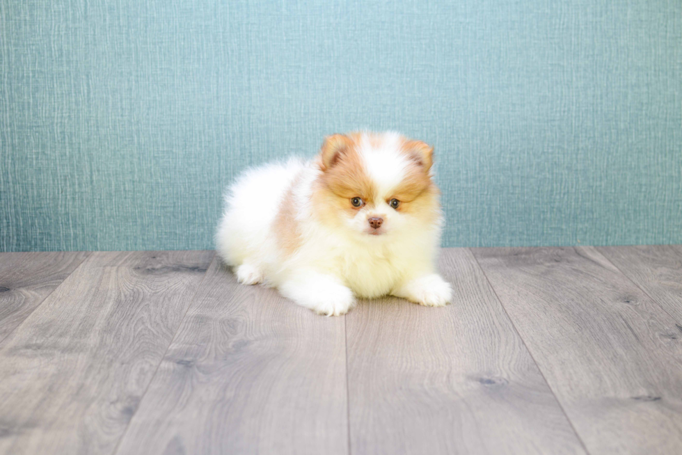 Sweet Pomeranian Purebred Puppy