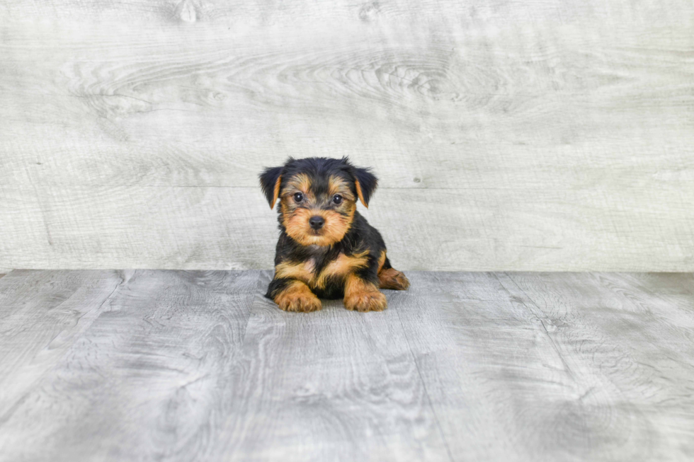 Meet Jeremy - our Yorkshire Terrier Puppy Photo 